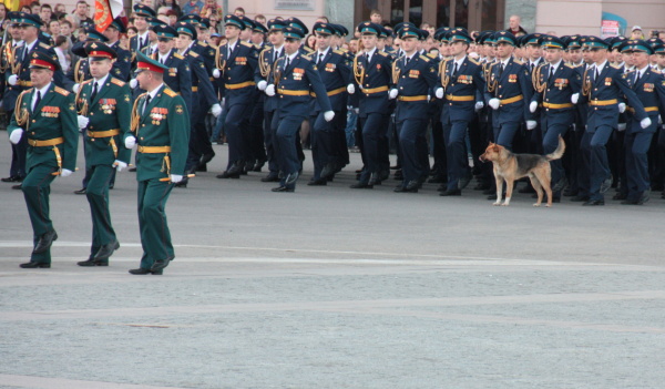 Собака выбежала на репетицию парада Победы в Воронеже.