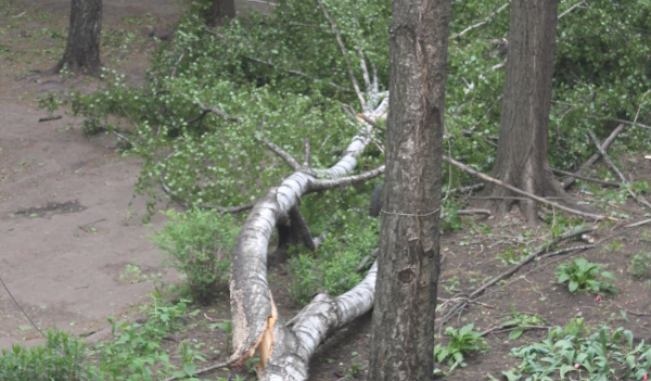 Упавшее дерево оборвало провода.