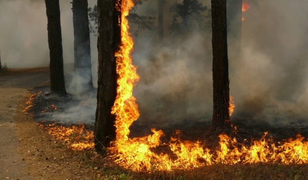 Пожары 2010 года в Воронежской области.