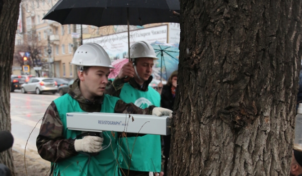 В Воронеже обследовали деревья.