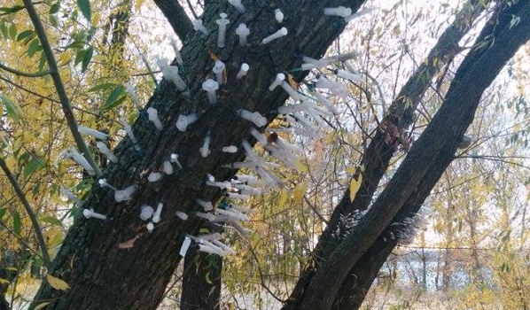 Десятки шприцов воткнули в деревья на набережной.