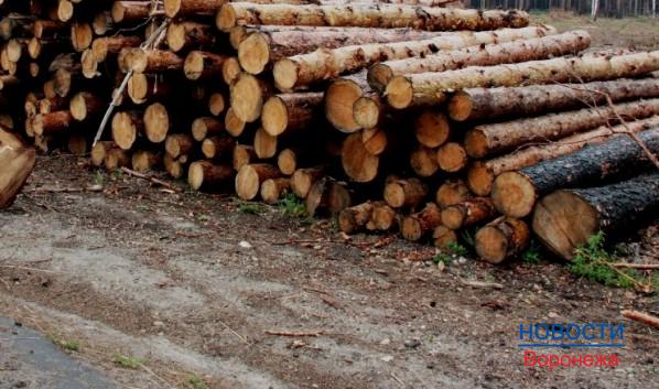 В Воронежской области вырубили редкие деревья.