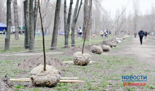 В Воронеже высадят деревья и кустарники.