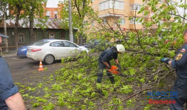 В Воронеже из-за ветра падали деревья.