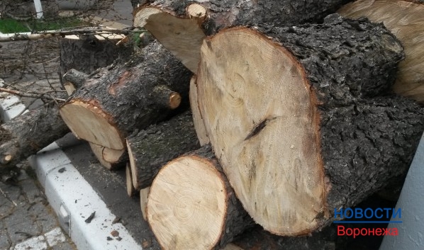 Воронежцам помогут избавиться от старых и сухих деревьев.