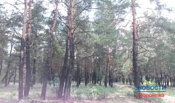 Воронежца поймали с незаконно срубленными деревьями.