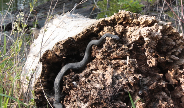 Описание змеи воронежской области фото и описание