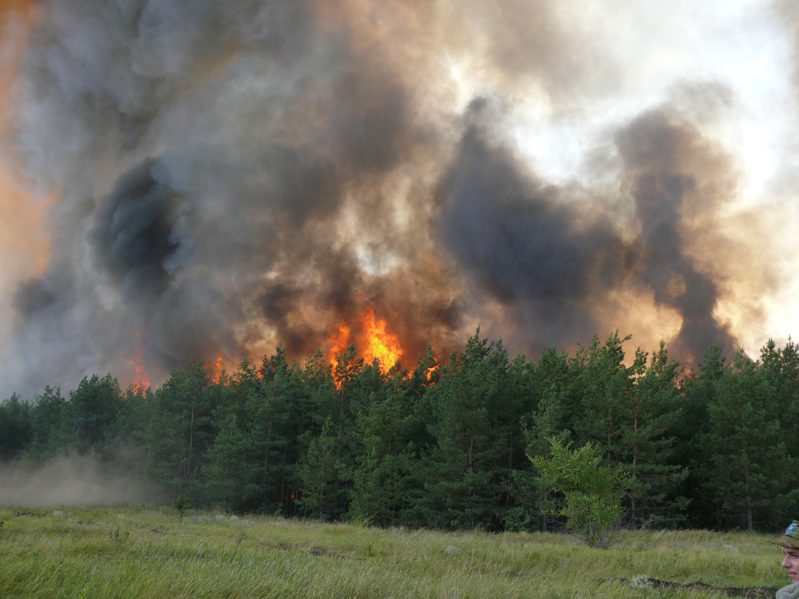 Лесные пожары новости