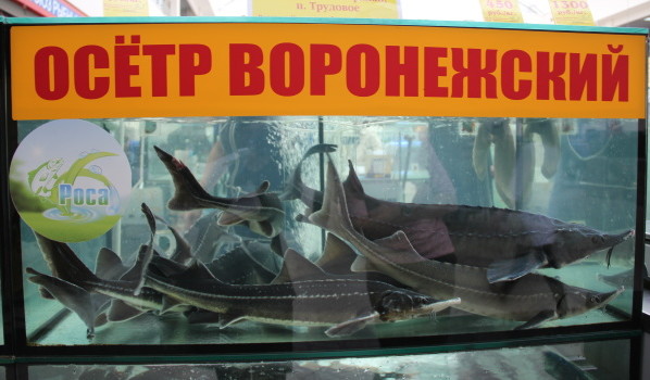 На Центральном рынке в Воронеже продают 150 разных видов рыбы.