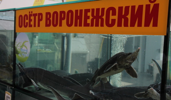 На Центральном рынке в Воронеже продают 150 разных видов рыбы.