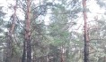 В Воронеже вырубили сосен на 23 млн рублей.