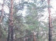 В Воронеже вырубили сосен на 23 млн рублей.