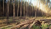 Под Воронежем вырубают лес.