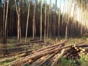 Под Воронежем вырубают лес.