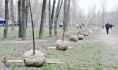 В Воронеже высадят новые деревья.