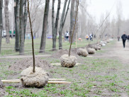 В Воронеже высадят новые деревья.