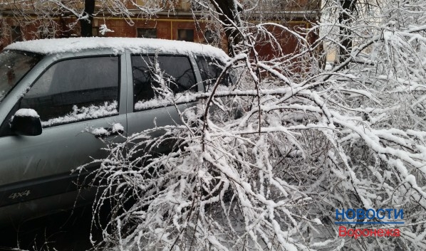 Ветки и деревья падали на машины в Воронеже.