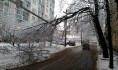 Ветка опасно повисла на проводах.