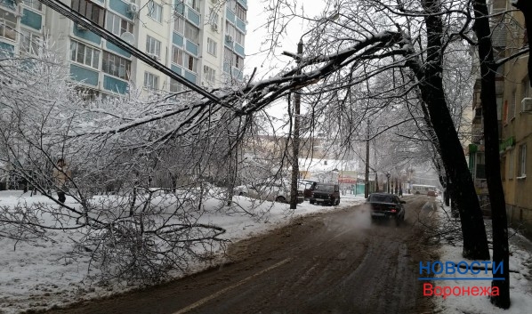 В Воронеже под весом снега массово падают ветки и деревья.