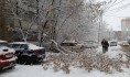 Ветка перекрыла тротуар.