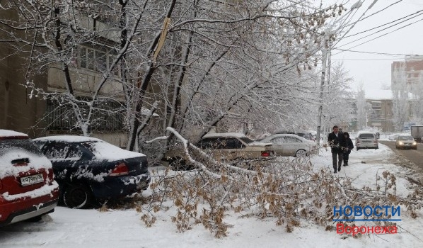 В Воронеже под весом снега массово падают ветки и деревья.