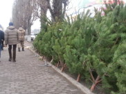Ликвидировали незаконные точки продаж сосен.