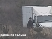 Двое мужчин воруют сосны.