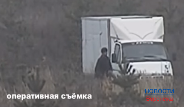 Двое мужчин воруют сосны.