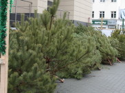В городе работают елочные базары.