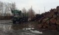 Незаконно вырубили ценные дубы.
