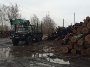 Незаконно вырубили ценные дубы.