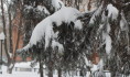 Мэрия благоустроит воронежский сквер.