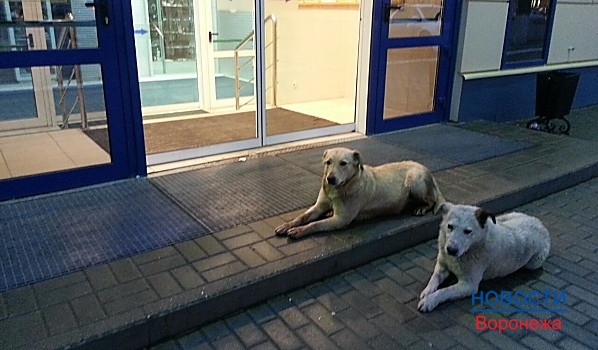 Бездомные собаки бегают по Воронежу.
