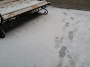 В Воронеже будет снежно и морозно.