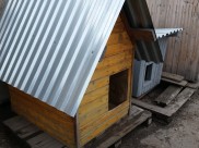 В городе появится приют для собак.