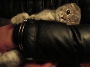 Кот на руках у задержанного хозяина.