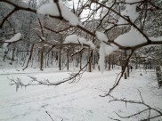 Лося застрелили в лесополосе.