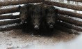 Кабаны попались в ловушку.