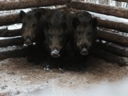 Кабаны попались в ловушку.