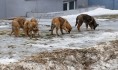 В Воронеже построят приют для собак.