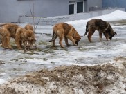 В Воронеже построят приют для собак.