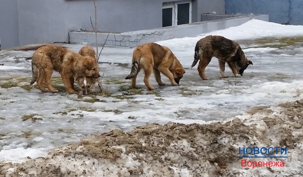 В Воронеже построят приют для собак.