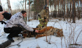 Ветеринар обезвредил тигра.