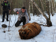 Тигра поймали в районе Борового.