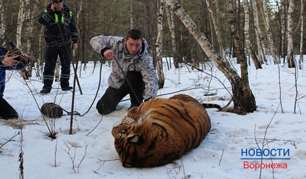 Тигра поймали в районе Борового.