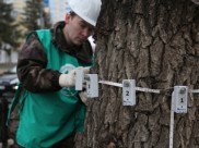 В Воронеже обследовали деревья.