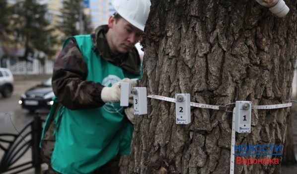 В Воронеже обследовали деревья.
