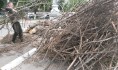 В Воронеже будут опиливать деревья.