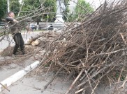 В Воронеже будут опиливать деревья.