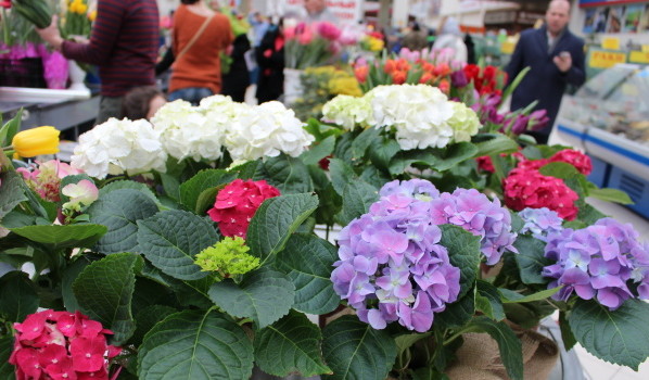 Разнообразие цветов на  Центральном рынке.